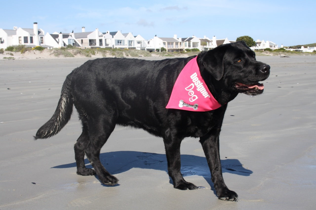 Designer Dog Bandana - Billabone