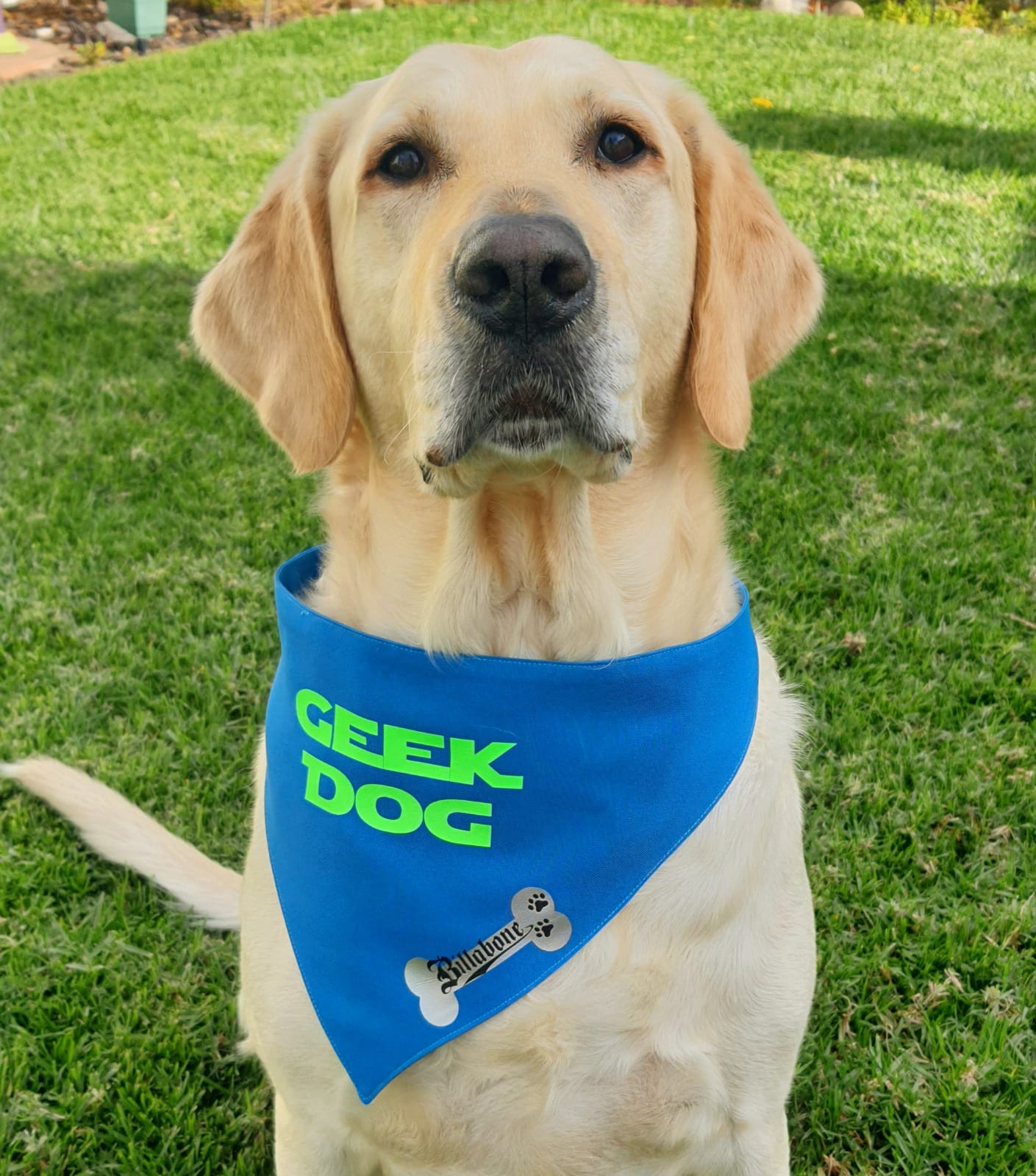 Geek Dog Blue Bandana - Billabone