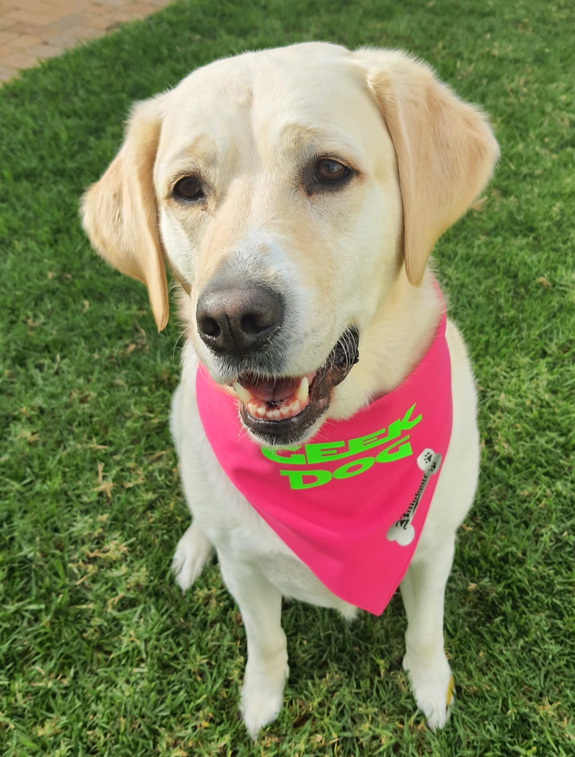 Geek Dog Pink Billabone Bandana - Billabone