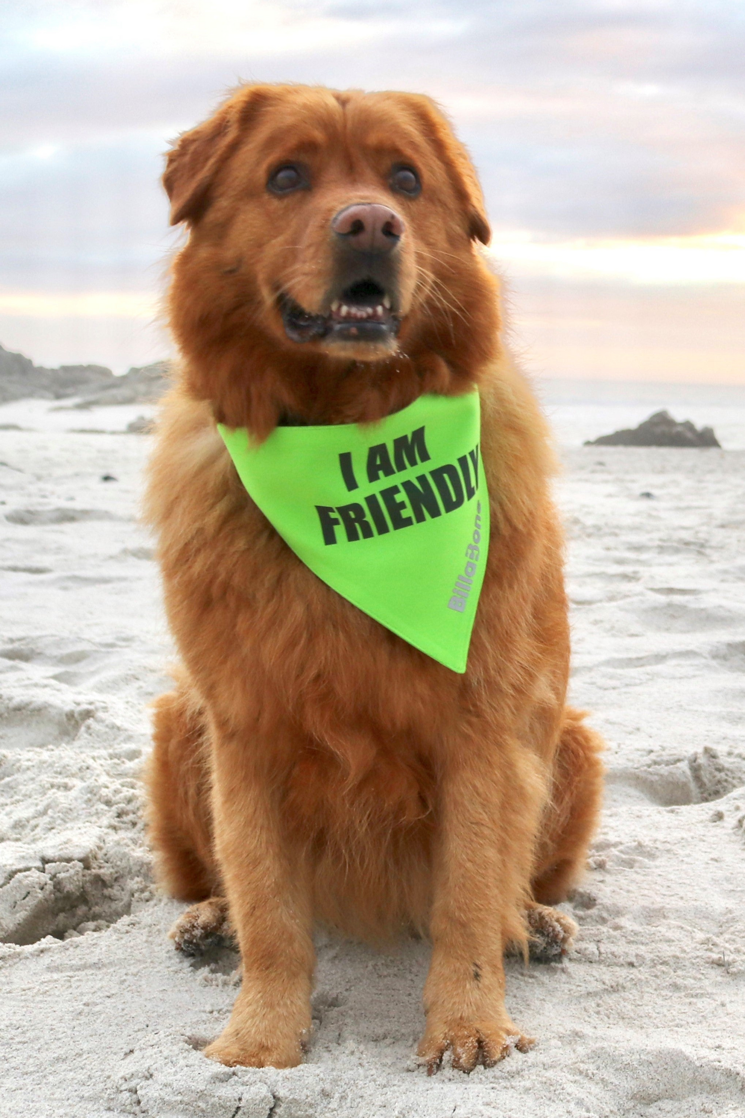 Friendly Golden Retriever sitting on the beach with a bright lime green bandana with bold text "I am Friendly" letting others know he is approachable and friendly.