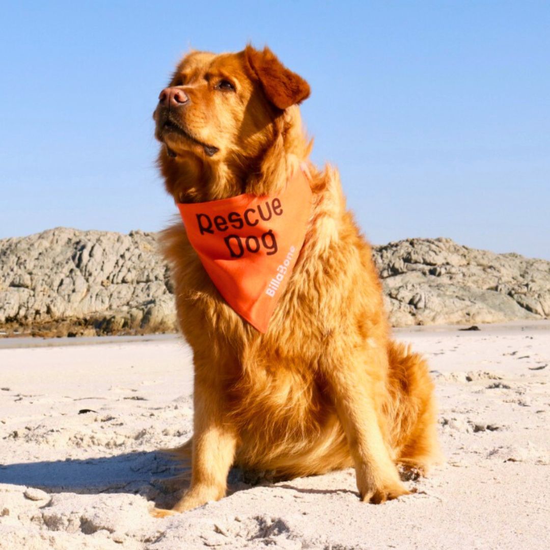 Rescue Dog Bandana - Billabone